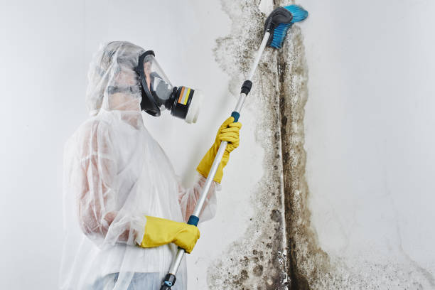 Professional Mold Removal in Lewisburg, TN